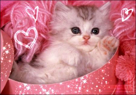M%y cat rouman